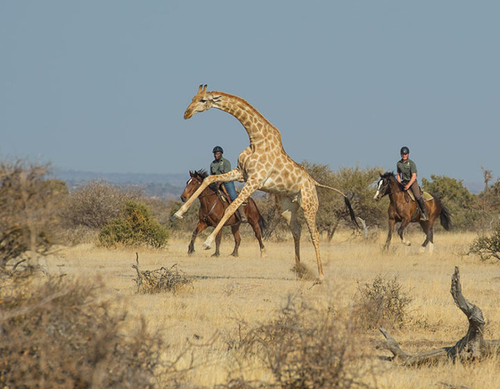 equestrian tours llc